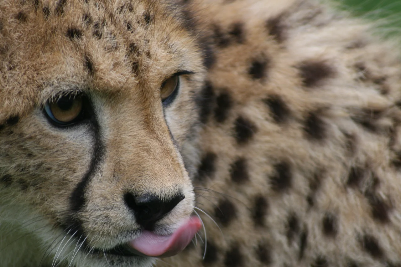 Cheetah in Fota Wildlife Park