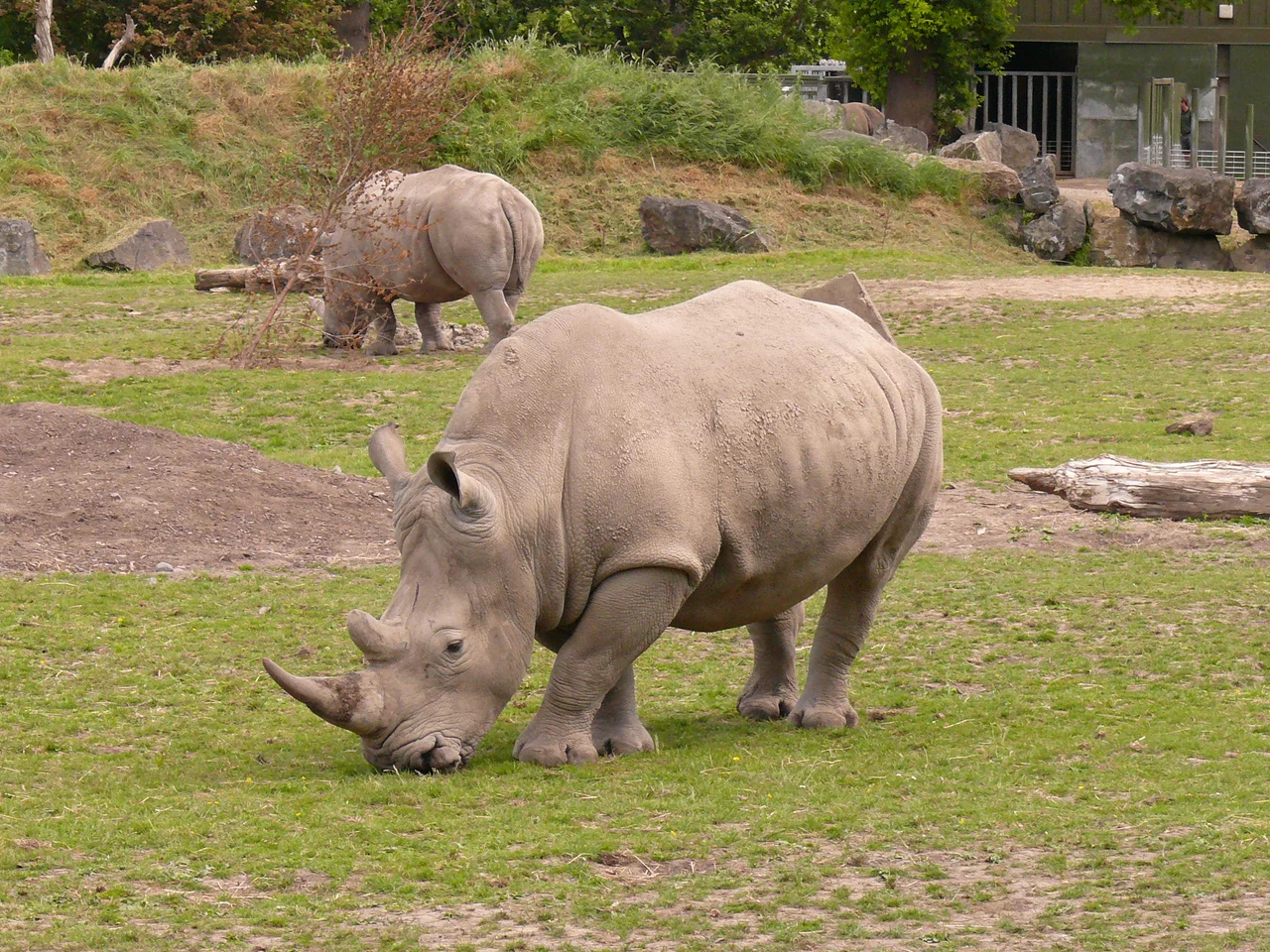 White rhinoceroses in Dublin Zoo.