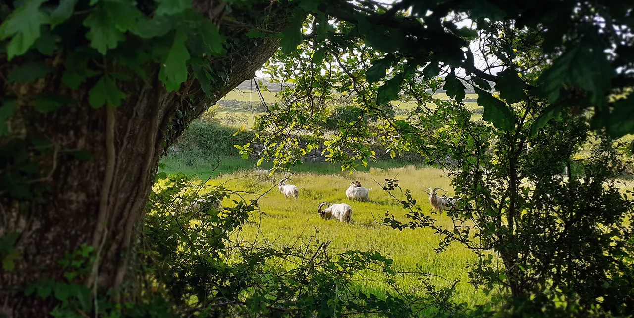 Photograph of a group of wild mountain goats grazing at Trefor by Yr Eifl, Penrhyn Llŷn.
The land belongs to the National trust (UK).