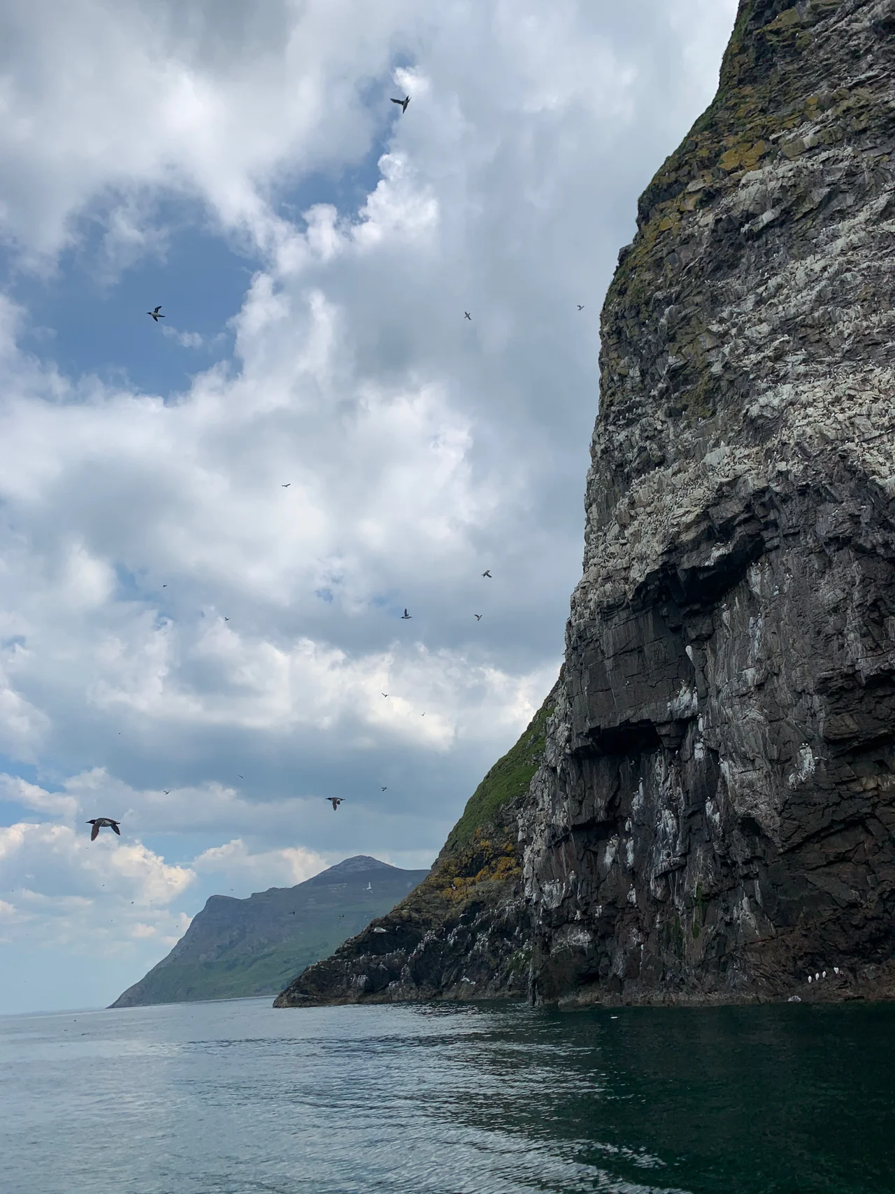 Clogwyni serth Carn For, Yr Eifl, a'r gwylogod (guillemots) yn eu miloedd ar y clogwyni, yr awyr a'r mor, a Gyrn Goch yn gefndir.