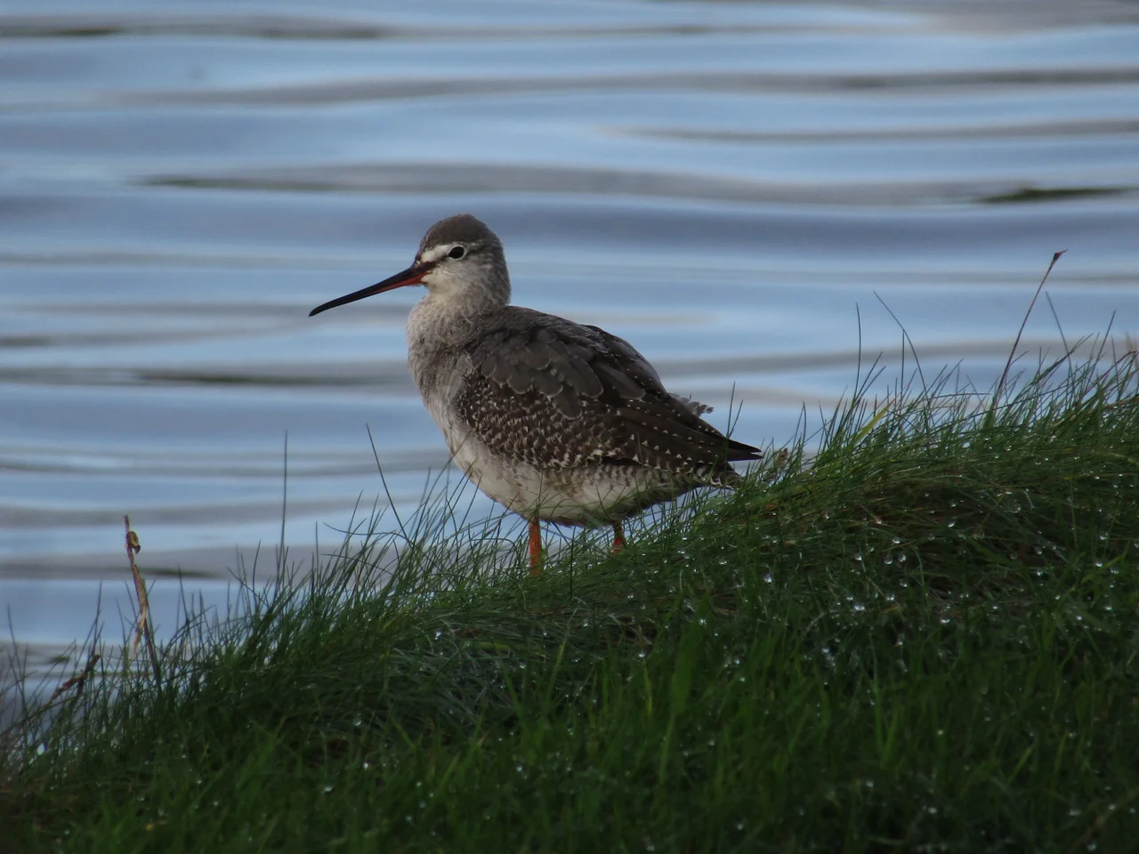A Spotted Redshank at Cemlyn Bay nature reserve, Wales.