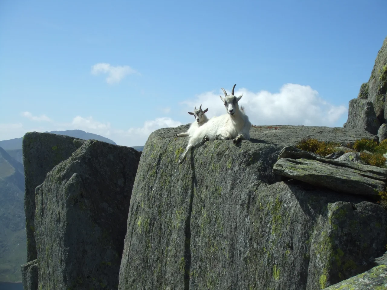 Mountain Goats on Tryfan.Taken by James@hopgrove, June 2006.