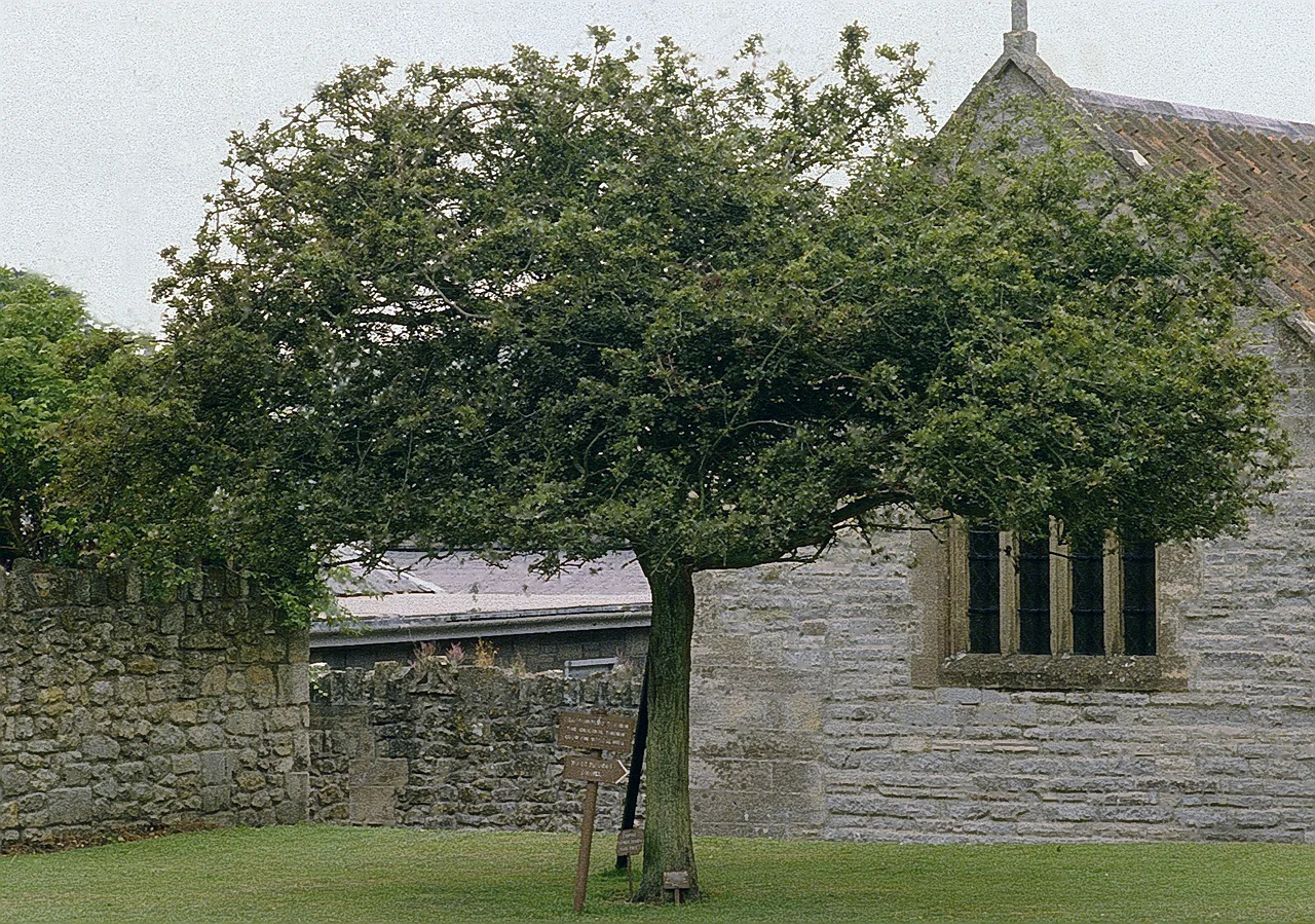 Holy Glastonbury Thorn - On the grounds of the former Glastonbury Abbey, UK.