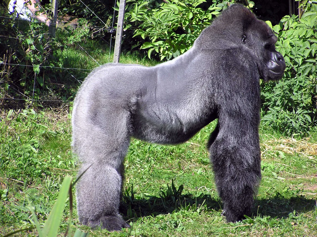 Jock (male) a Western Lowland Gorilla Gorilla gorilla gorilla at Gorilla Island, Bristol Zoo, Bristol, England. Diet in the wild: fruit, seeds, leaves, stems, bark, insects. Weight in the wild: Male up to 169kg. Female up to 75kg. From: West Africa (Nigeria, Cameroon, Gabon, Equatorial Guinea, SW Central African Republic).