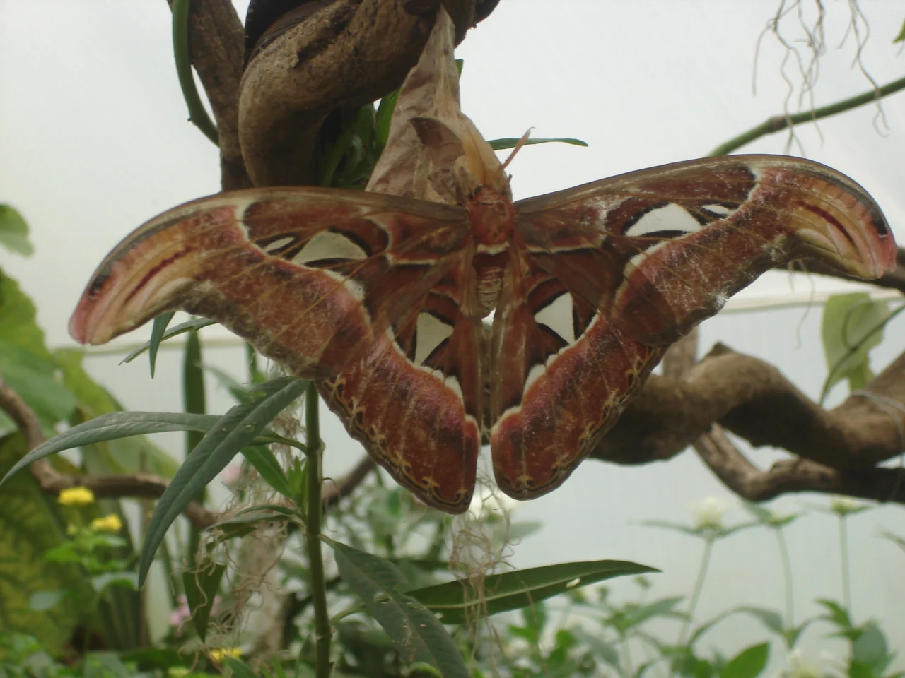 en:Atlas moth from en:London Zoo; 05/07/07.
