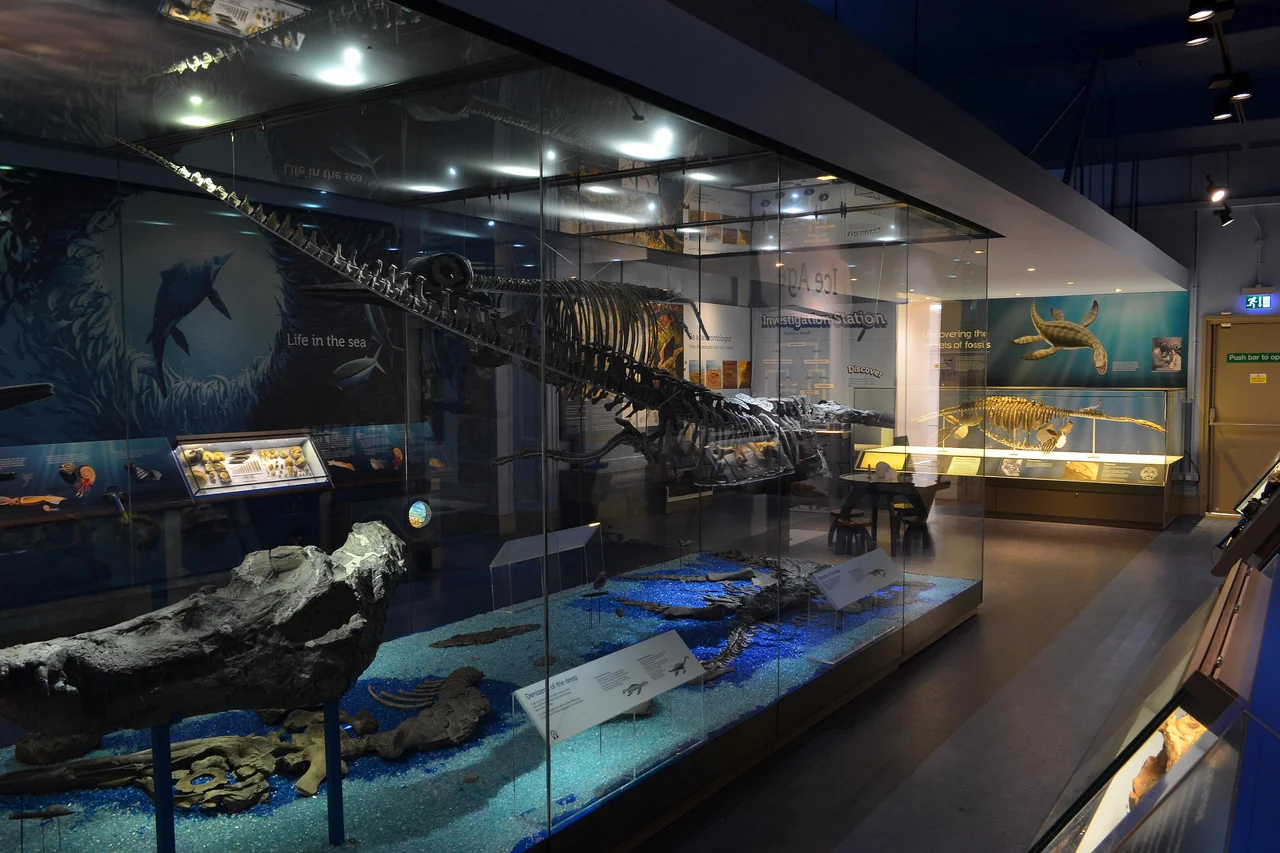 Marine fossils exhibited at Peterborough Museum in July 2017.