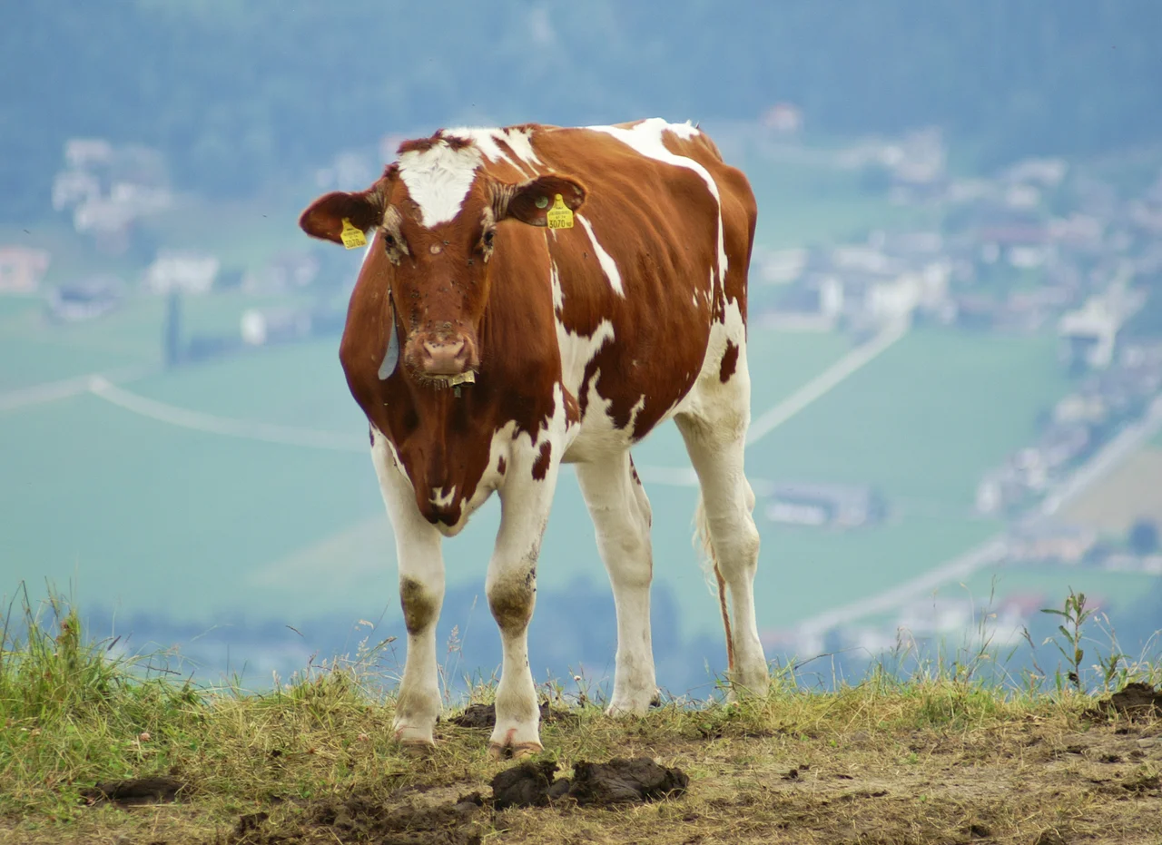 “kein Hochlandrind”, sondern ein Ayrshire Cattle neben der Bergstation Spieljochbahn. Blick auf Fügen und Hart im Zillertal, Tirol