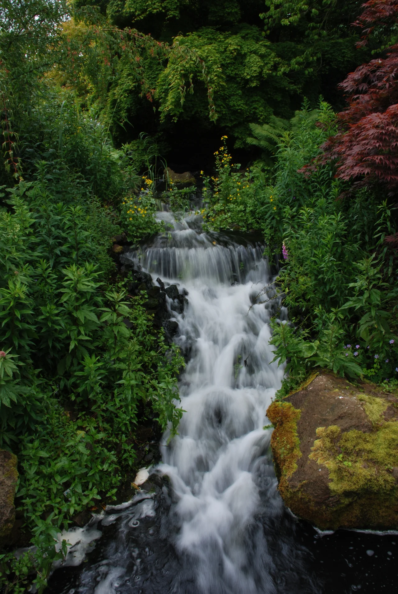 A waterfall in Royal Botanical Garden Edinburgh