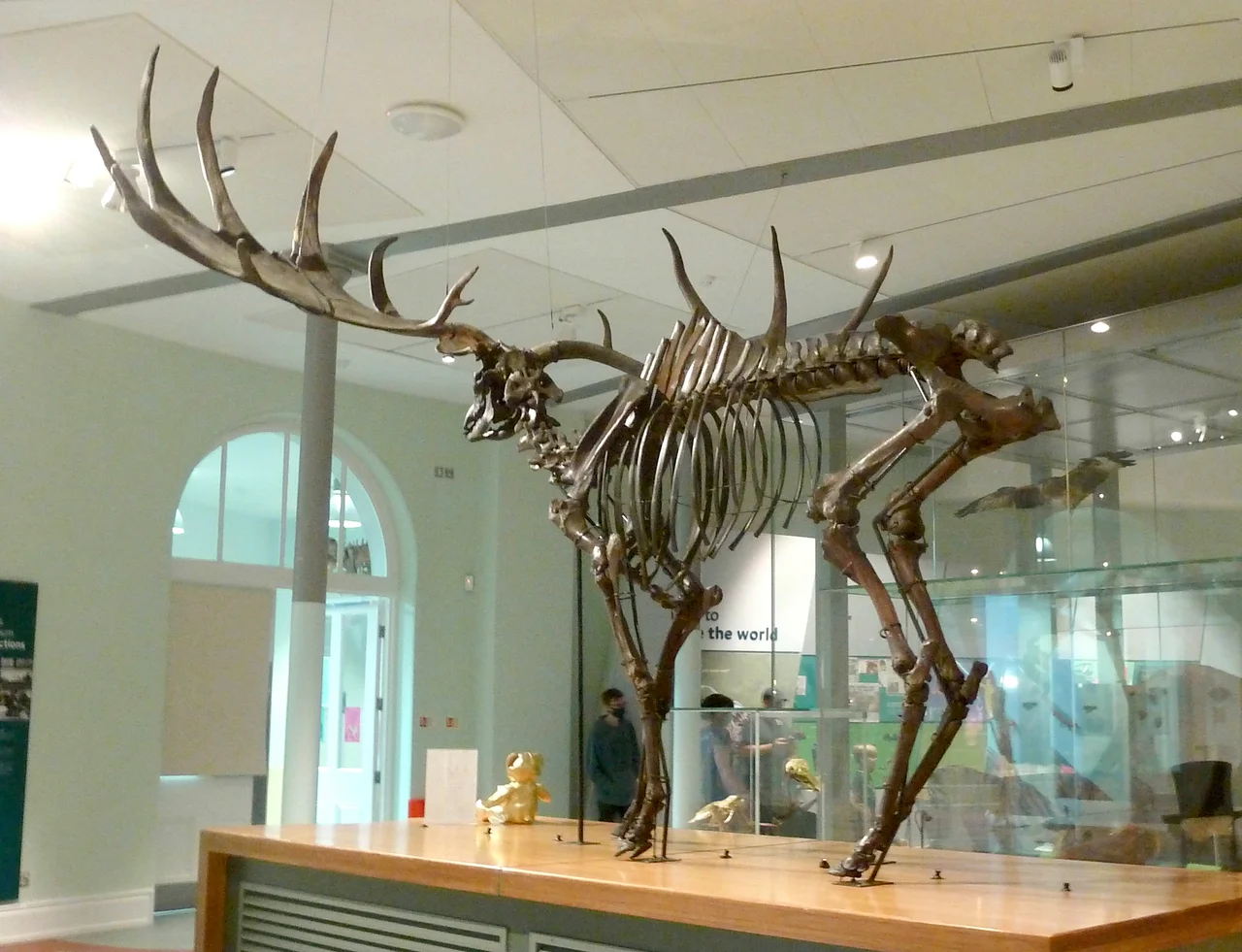 The Leeds Irish Elk, the skeleton of a great deer or Irish elk (Megaloceros giganteus, now extinct), presented by philanthropist William Gott to Leeds Philosophical Society for their museum in 1862. It has been on display for over 150 years in the city, and is now in Leeds City Museum, Leeds, West Yorkshire, England.