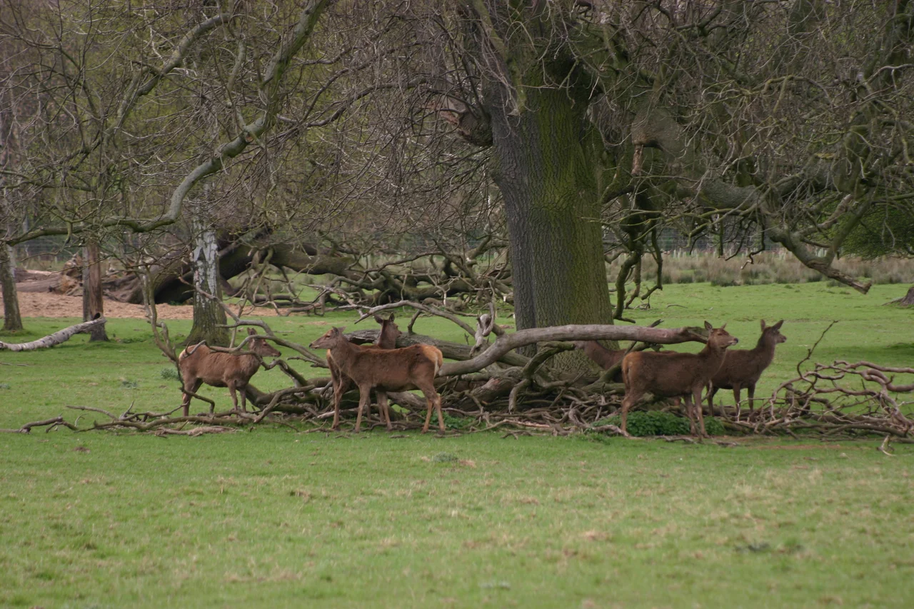 Deer in the deer park at Lotherton Hall.
In Aberford, near Leeds, England.