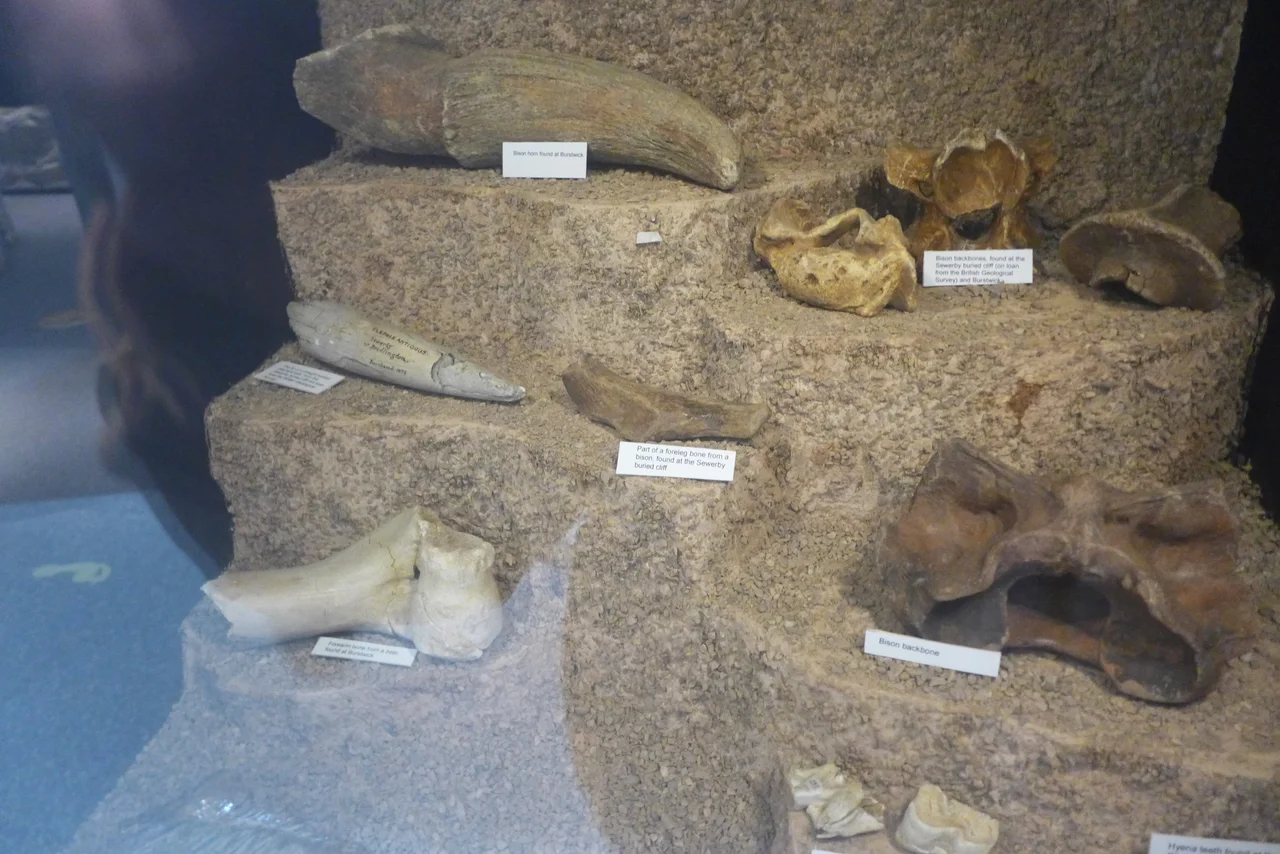 Hull Museum. Stone Age of East Riding