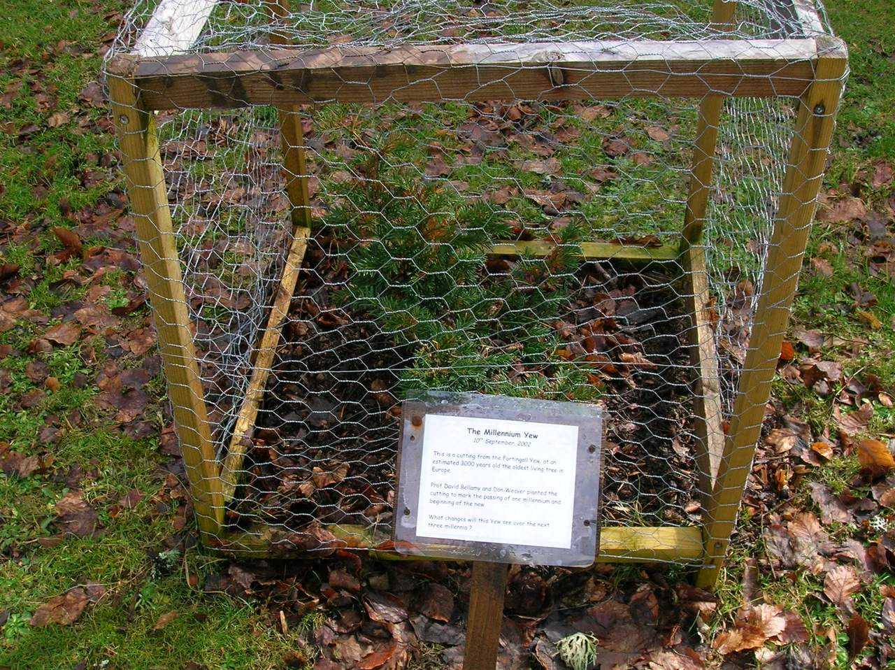 A cutting of the Fortingall Yew at Kindrogan Field Studies Centre, Enochdu, Scotland. Planted by Professor David Bellamy.