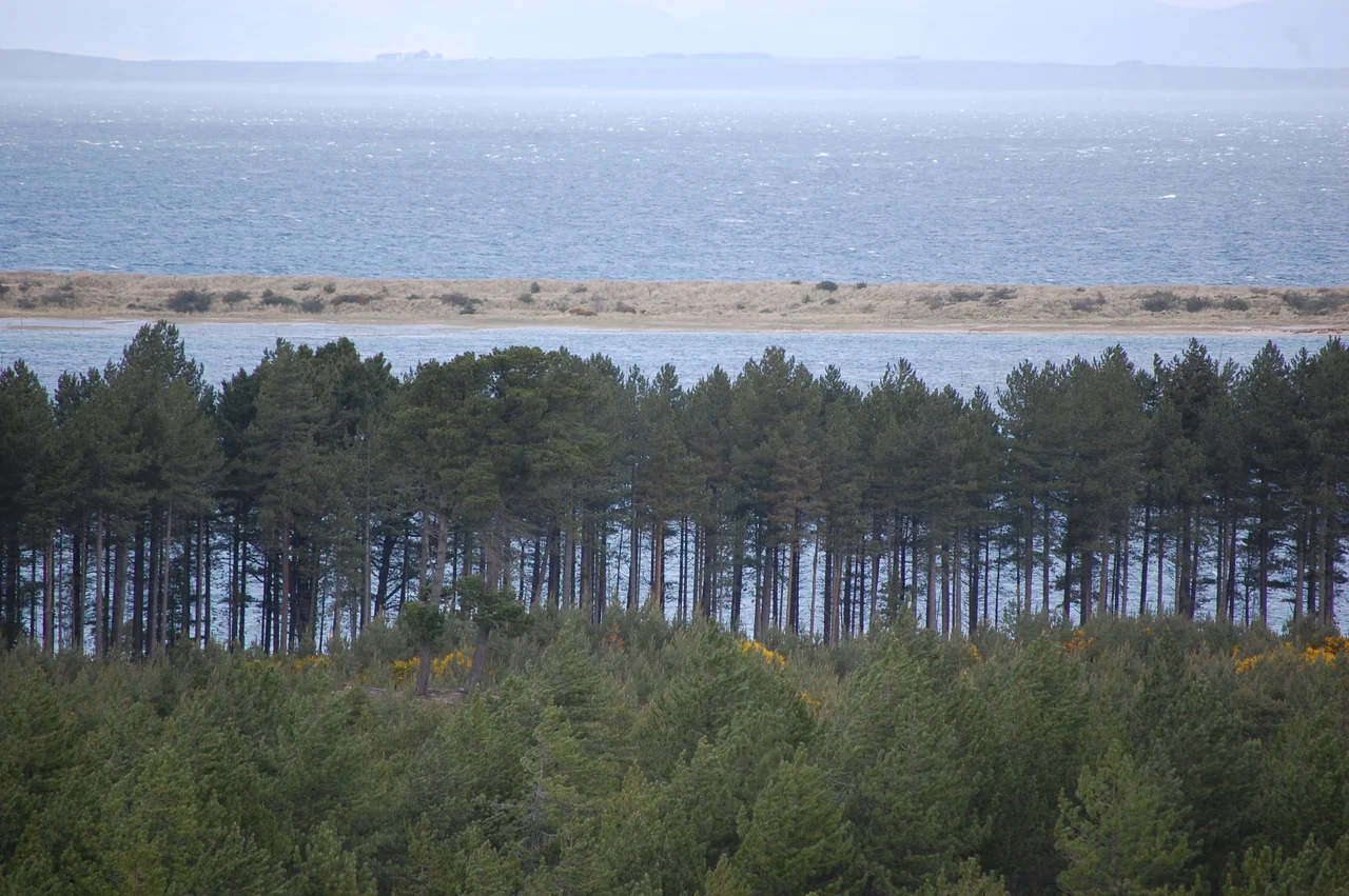 Aerial photo of Findhorn Bay, with the east end of the Culbin Forest at right and the estuary of the en:River Findhorn at centre.