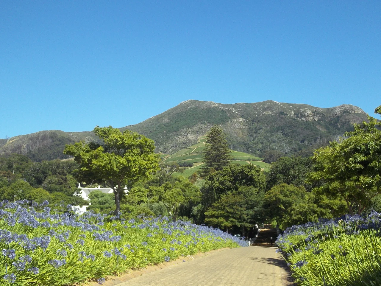 The road leading to the Klein Constantia Manor House, Cellar and Tasting Room