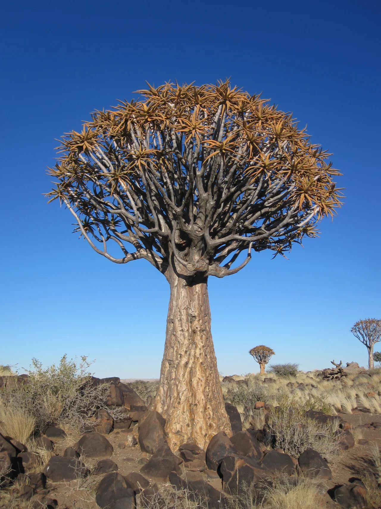 Butter tree, (Tylecodon paniculatus (L.f.) Tölken); Crassulaceae; Richtersveld National park, Northern Cape, South Africa
