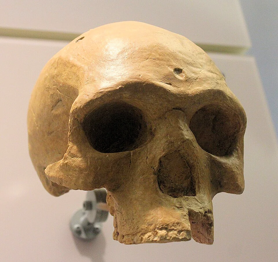 Homo heidelbergensis skull cast (Florisbad) on display at the Smithsonian's National Museum of Natural History.