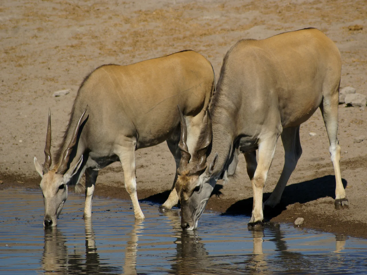 Eland at Chudop waterhole, Etosha National Park, Namibia