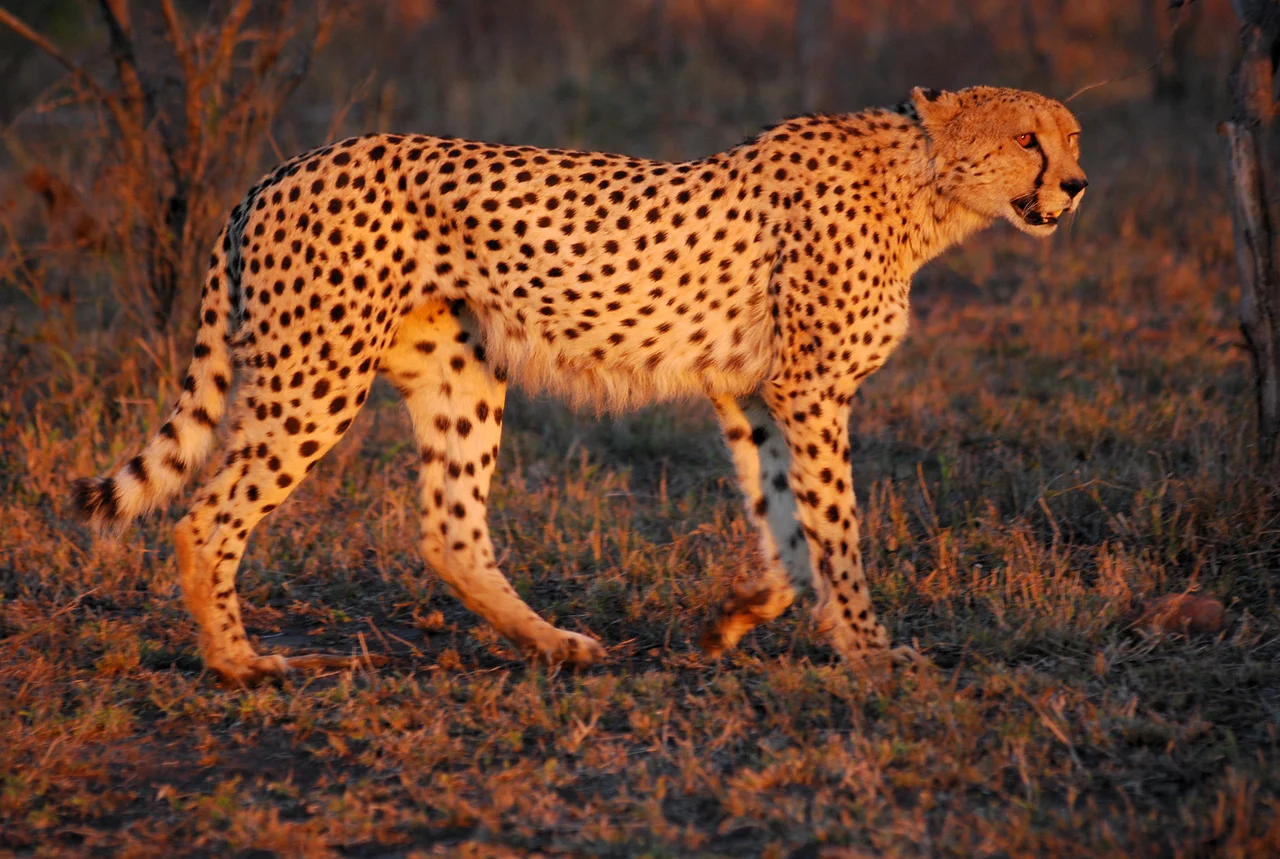 South African cheetah (Acinonyx jubatus jubatus) in the Hluhluwe-Umfolozi Game Reserve, South Africa at sunset.