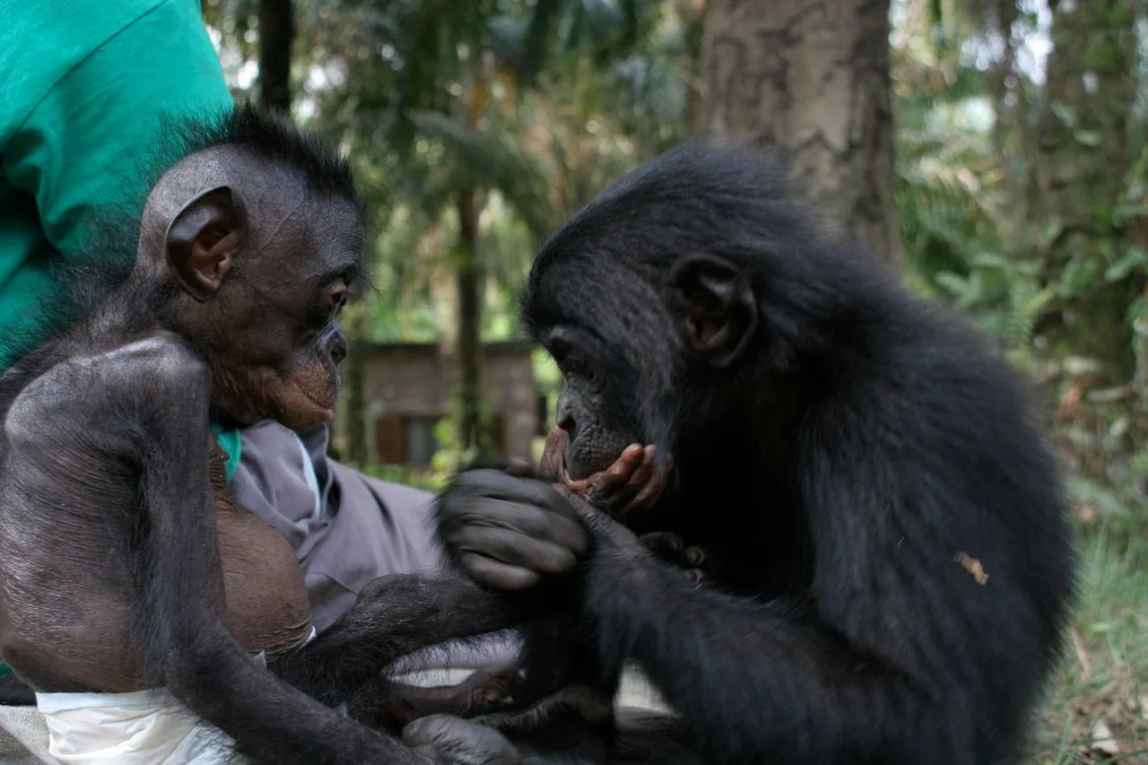 mwanda and lomela at Lola ya Bonobo sanctuary