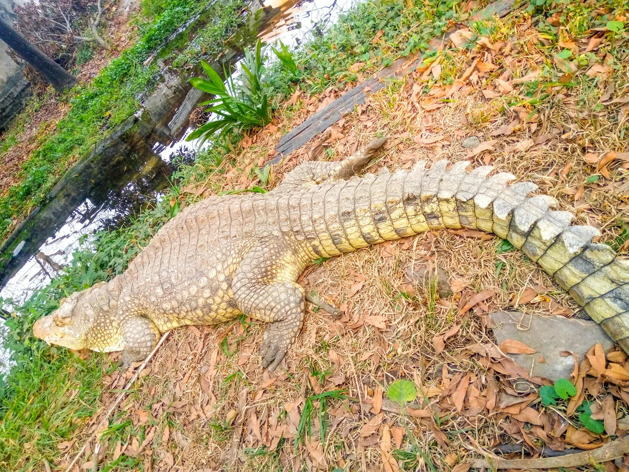 Crocodile du Nil dans le jardin Botanique de Kinshasa dans la commune de la Gombe