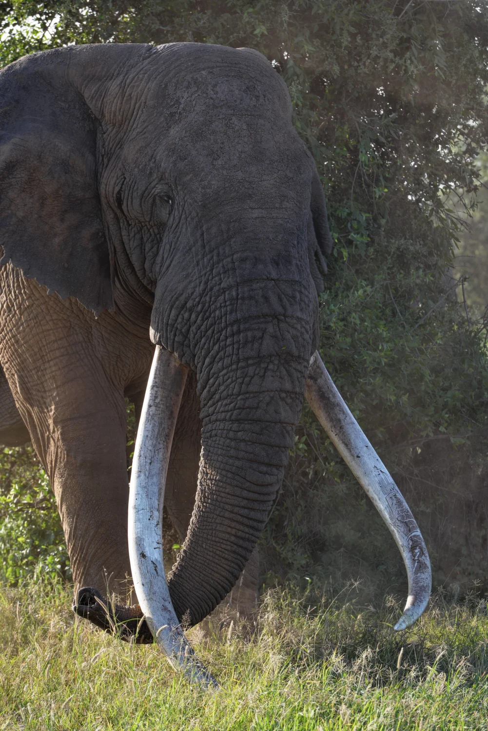 "Tim" the Iconic Elephant of Amboseli national park with enormous tusks. Died at the age of 50 in the year 2020.