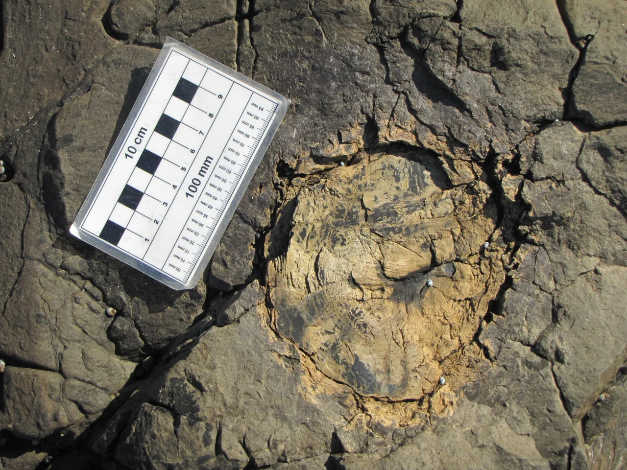 Fossil tree stump at Curio Bay Petrified Forest