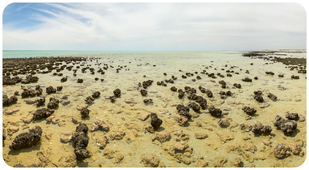 Stromatolites growing in Hamelin Pool Marine Nature Reserve, Shark Bay in Western Australia.