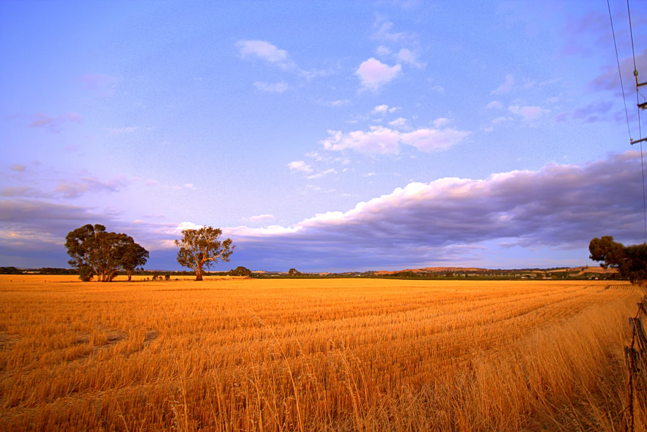 Newly harvested wheat paddock near Nuriootpa, South Australia, before twilight.500px provided description: Twilight Upon Wheat Fields [#sky ,#landscape ,#sunset ,#clouds ,#twilight ,#wheat].