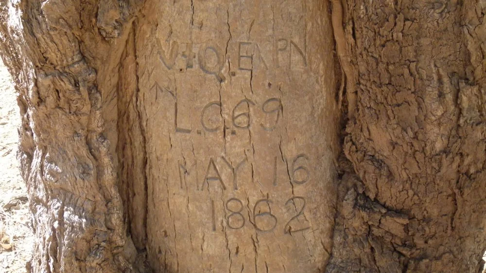 Landsborough's Blazed Tree, Camp 69 (2015) - closeup