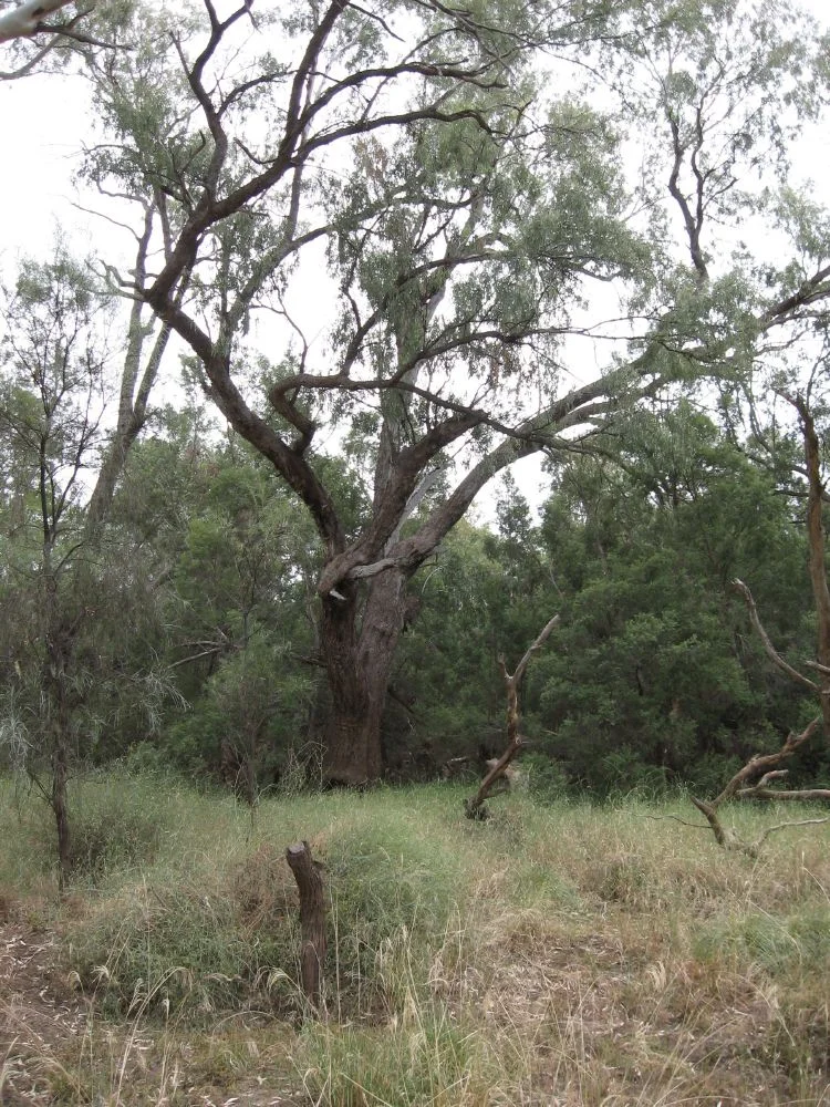 Landsborough's Blazed Tree, Camp 67 (2009)