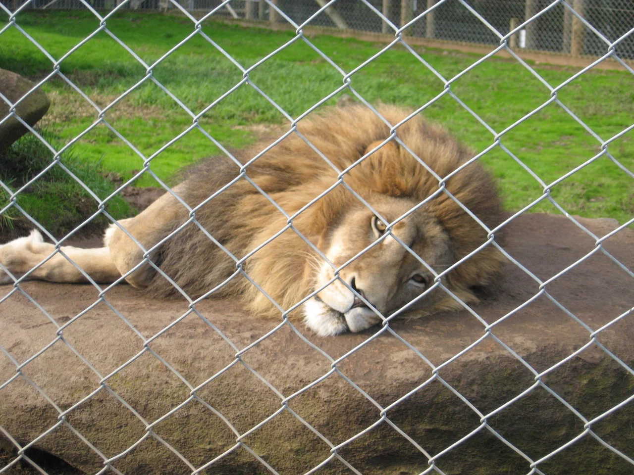 Appears to be an albino Elk, located at Wagon Trails Animal Park.
