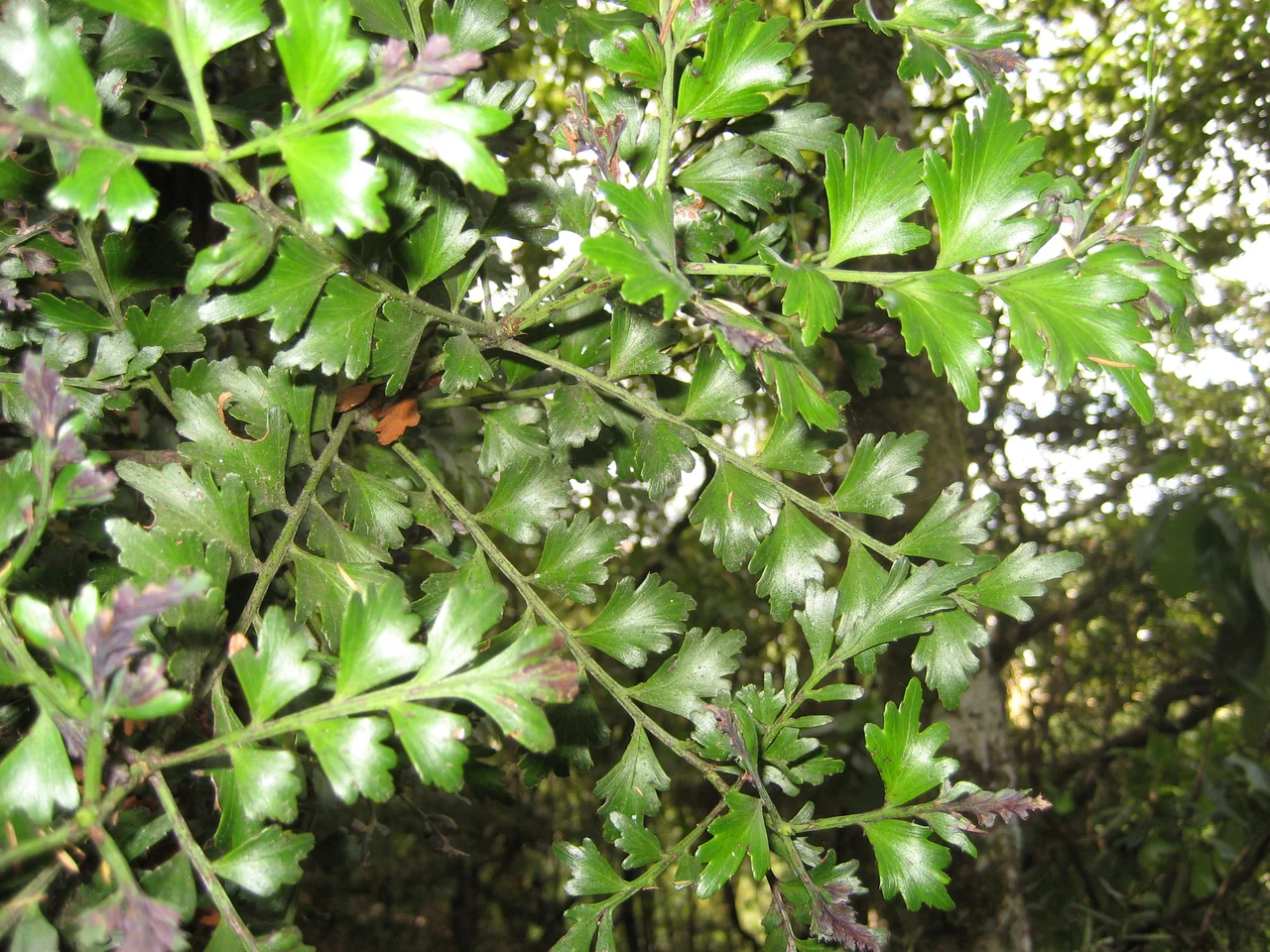 Phyllocladus trichomanoides, common name: Tānekaha, Country: New Zealand, Podocarpaceae. Foliage, Auckland, New Zealand, 3 March 2007