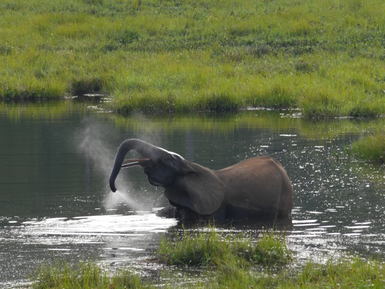 A first time for everything: This adult female Western lowland gorilla in Nouabalé-Ndoki National Park, northern Congo, uses a branch as a walking stick to gauge the water's depth, proving that gorillas use tools too.
From the magazine: as part of an ongoing study of western gorillas in Nouabalé-Ndoki National Park in the Republic of Congo, Thomas Breuer, Mireille Ndoundou-Hockemba, and Vicki Fishlock reveal that gorillas are just as resourceful as the other great apes. From an observation platform at Mbeli Bai, a swampy forest clearing that gorillas frequently visit to forage, Breuer et al. observed an adult female gorilla named Leah (a member of a long-studied gorilla group) at the edge of a pool of water, “looking intently at the water in front of her.” Leah walked upright into the water, but stopped and returned to the edge when the water reached her waist. She then walked back into the water, grabbed a branch in front of her, detached it, and, grasping it firmly, repeatedly jabbed the water in front of her with the end of the branch, “apparently using it to test the water depth or substrate stability.” She continued walking across the pool, branch in hand, “using it as a walking stick for postural support.”