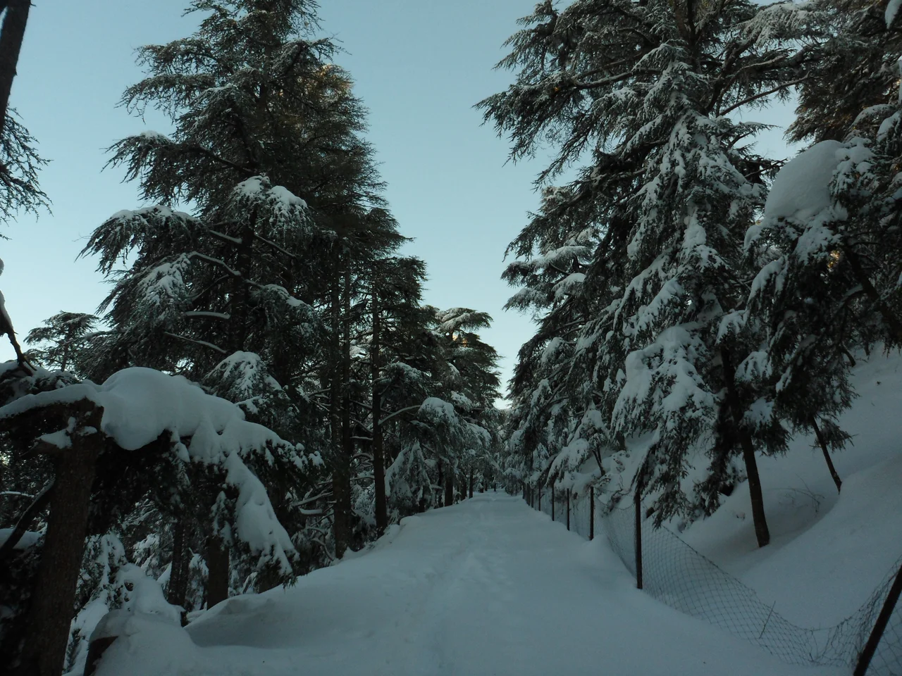 this place in located inside the forêst of the park , near the experimental plot ( Way to PARASOLE ).