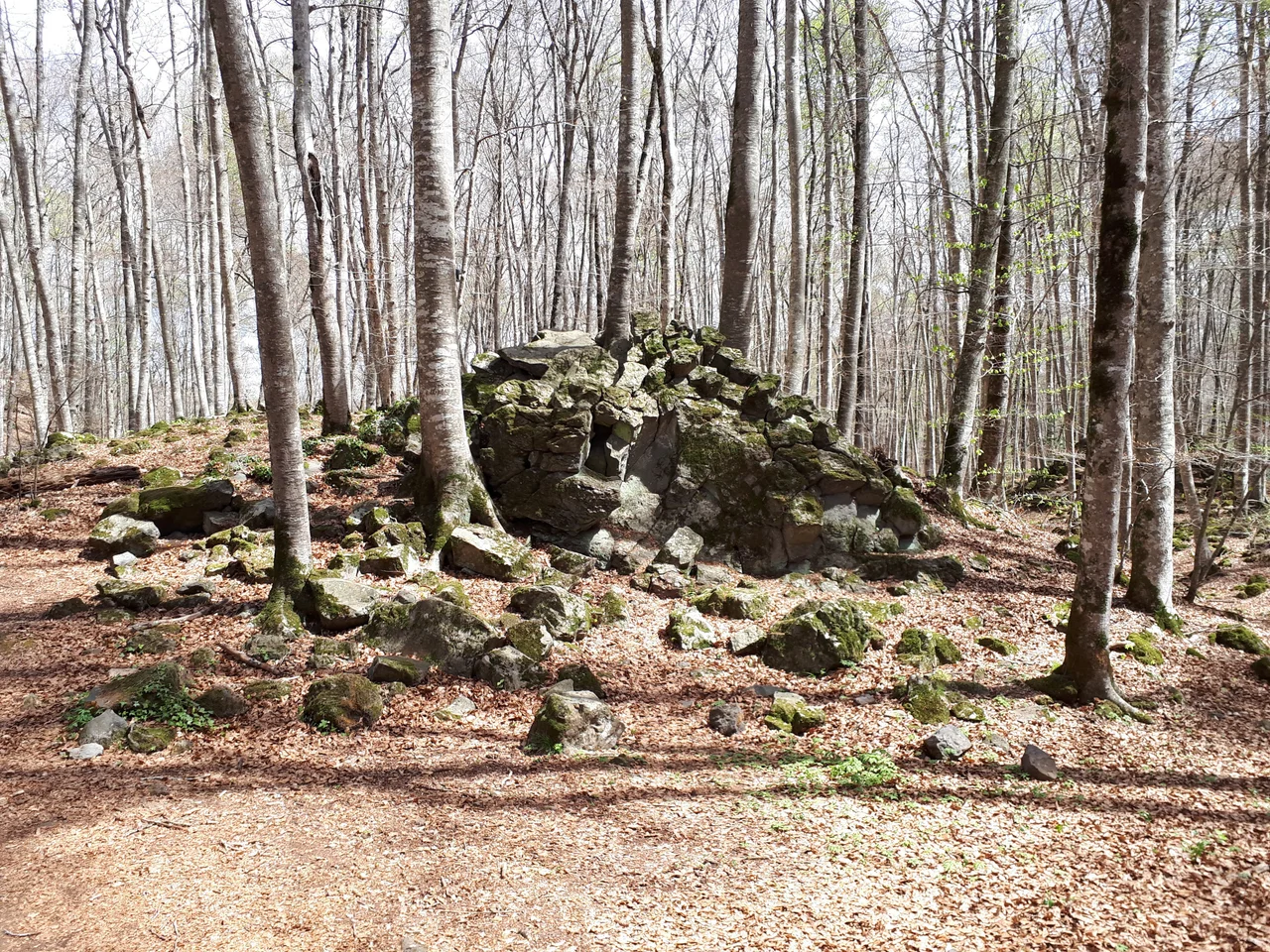 A "tossol" (mound of volcanic rocks) in the Fageda d'en Jordà beech forest, near Olot, Catalonia. These mounds were formed when molten lava which poured from the nearby Croscat volcano about 14,000 years ago settled over expanses of water in the area. The heated water gave off hot "bombs" of water vapour. These rose to the surface rapidly and broke through the solidifying lava. This left the mounds of lava fragments known as "tossols".