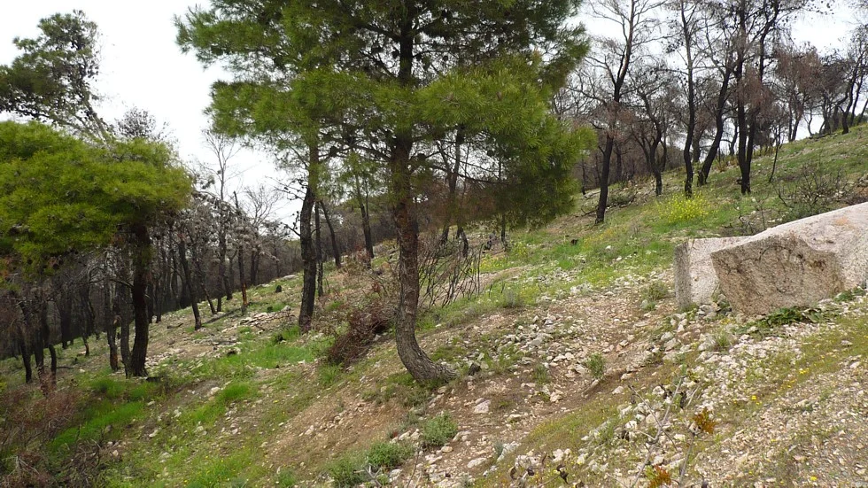 The picture depicts the burst are of Vrilissia forest.