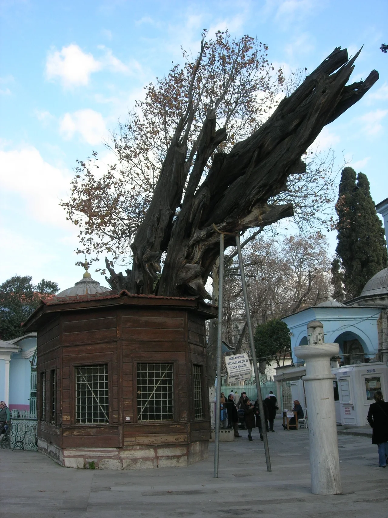 The dead Cypress where the "lie detector" chain is hung, near the mosque of Koca Mustafa Pasha in Istanbul