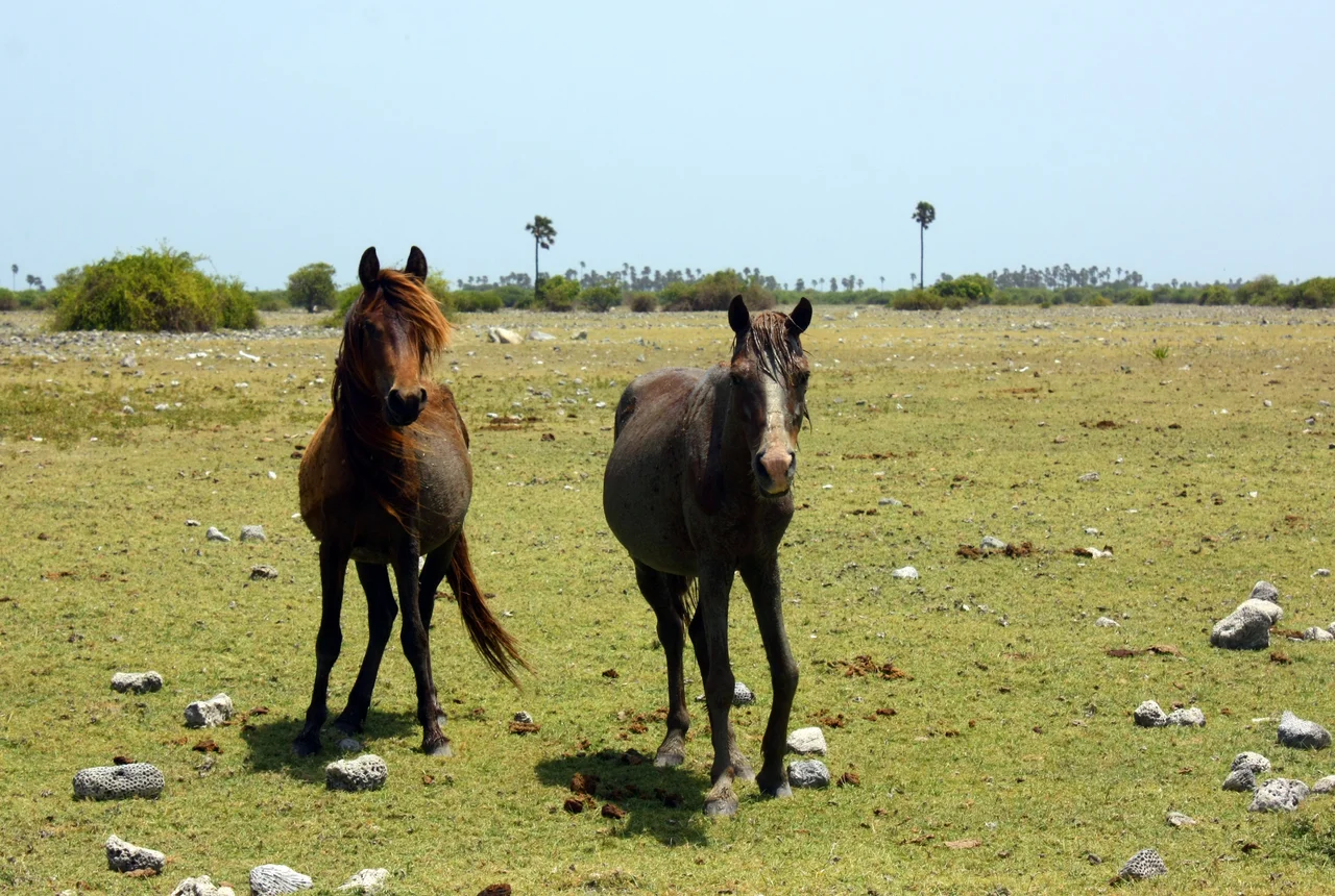 Wild horses in Delft Island (Nedunthivu). They consider as wild ponies too
