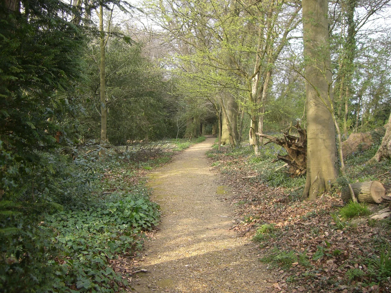 This is a path in the grounds of Down House. Darwin regularly walked along this path for exercise of body and mind. He called it his "Thinking Path".
I visited Down House on my 60th birthday and took this picture with my digital camera.