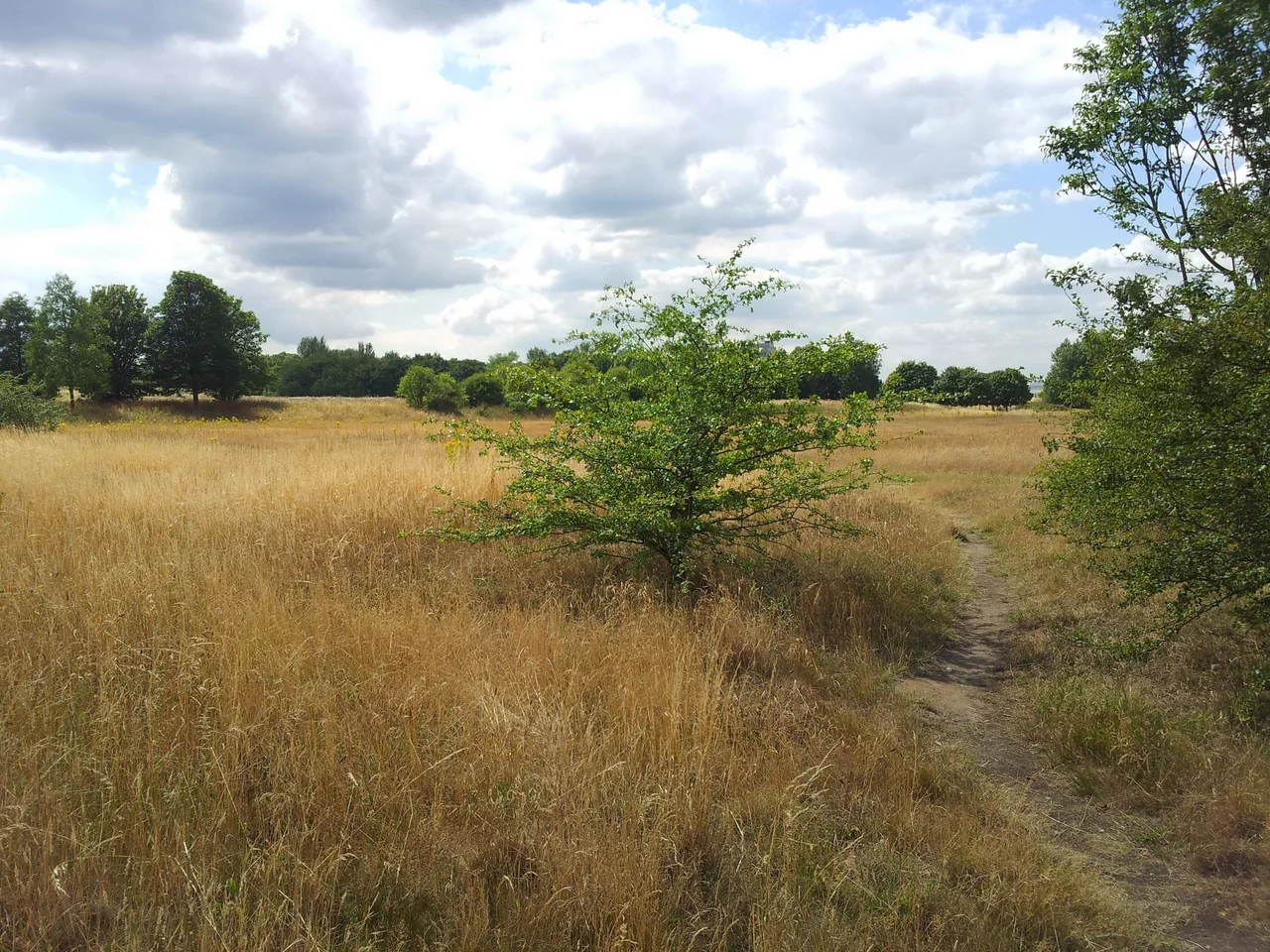 View of the southern section of Woolwich Common, Woolwich, Southeast London.