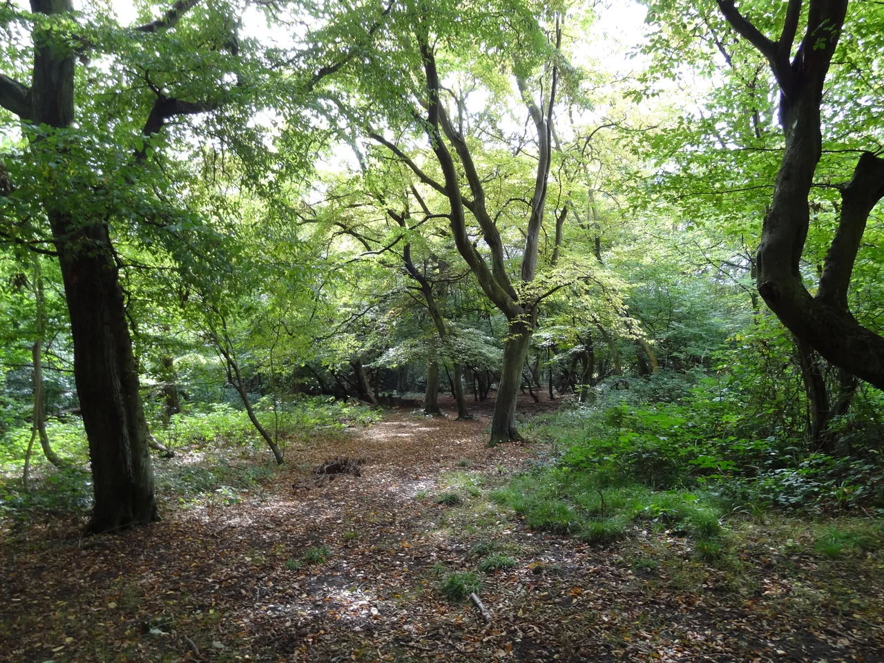 Heriot Wood, Bentley Priory nature reserve, Stanmore, Harrow, London