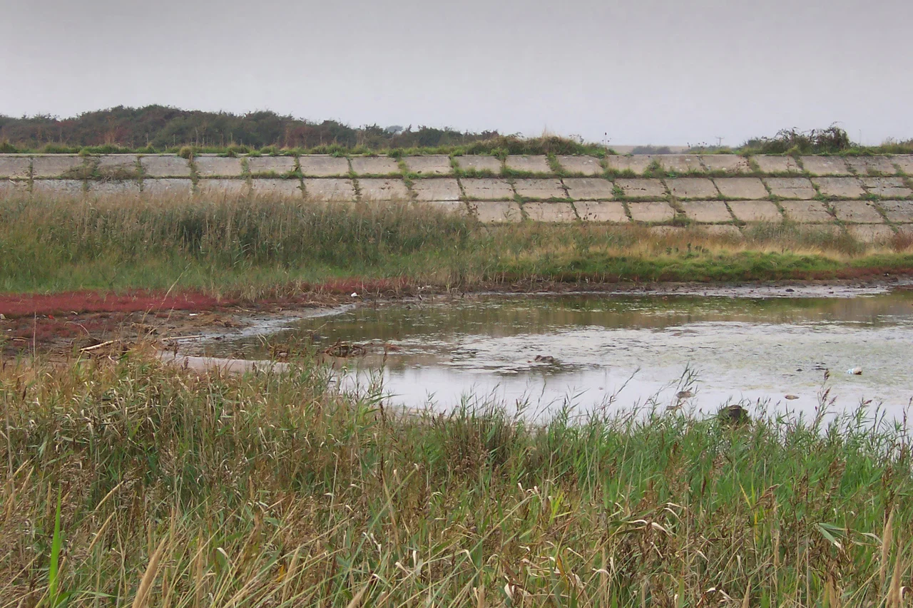 Photo of the Naze, England.