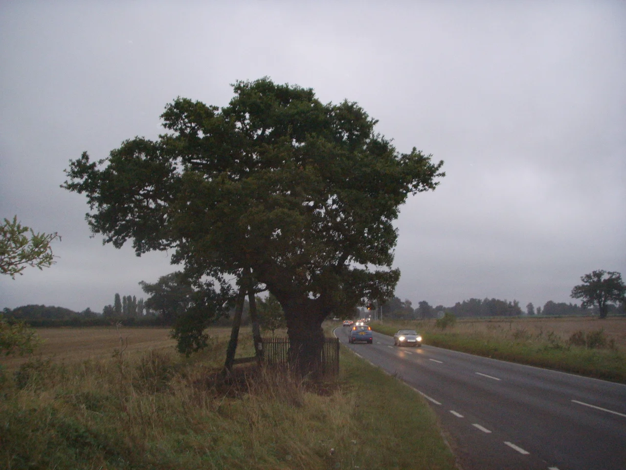 Kett's Oak near Hethersett, Norfolk.jpg