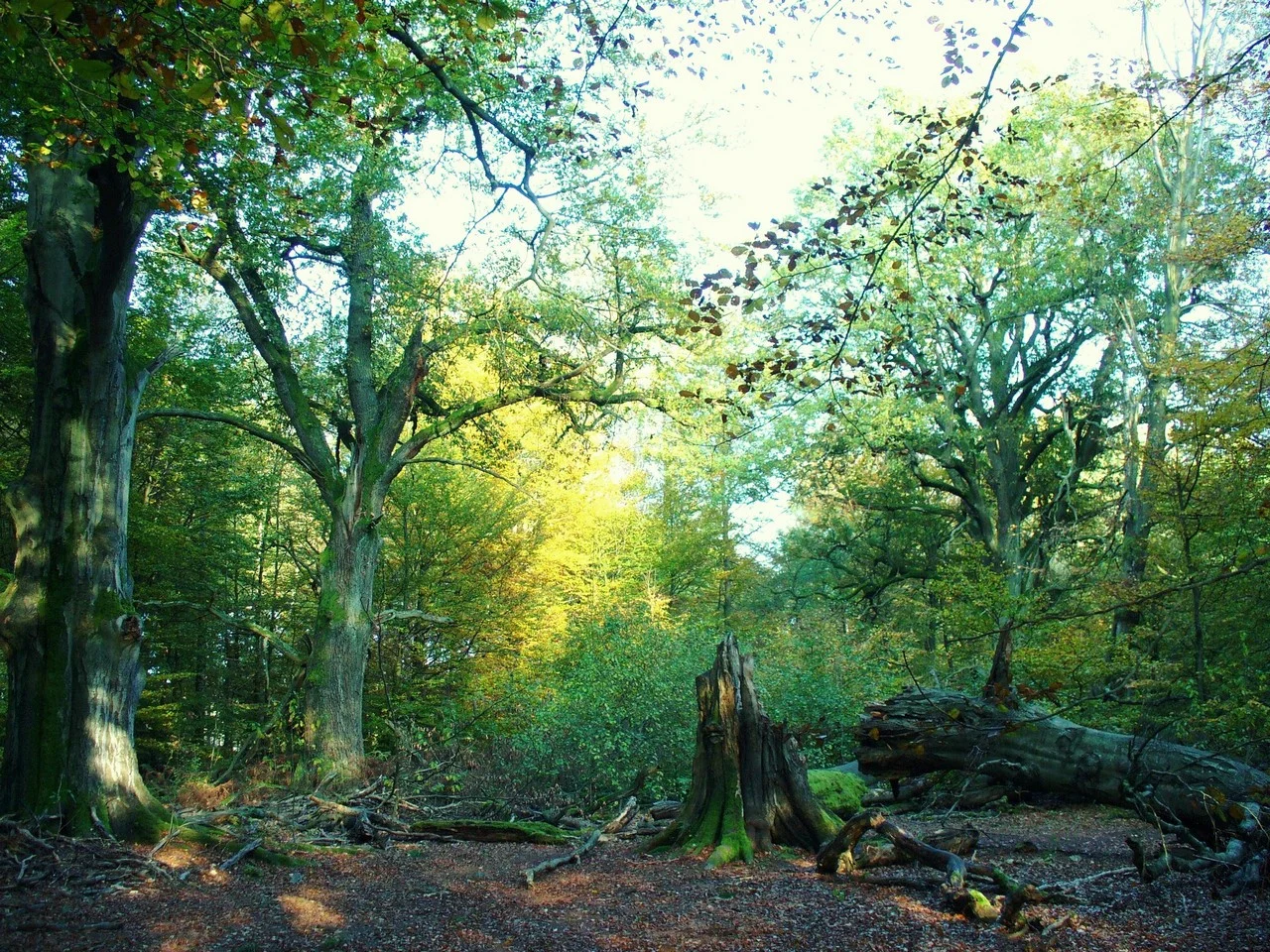 Primeval-like oak-beech-forest in the nature reserve "Urwald Sababurg", Reinhardswald north of Kassel, Hessen, Germany