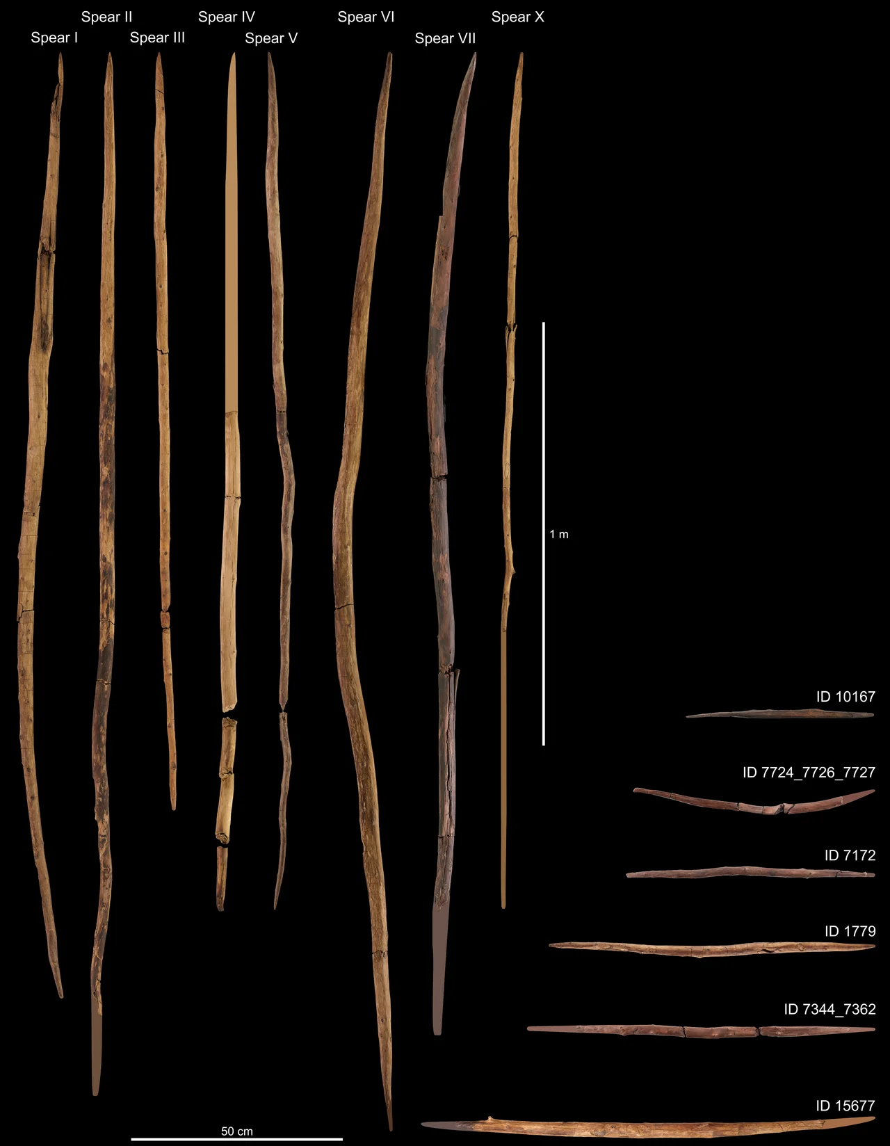 Schöningen, Lower Saxony, Lower Palaeolithic site, eight spears (I-VII, X) and six double-pointed sticks (DPS) from Schöningen 13 II-4 excavated until 2008. Note: Former spears VIII and IX (7) are now classified as point fragments. Spear fragments are supplemented by adding drawn elements to the figure following three steps: 1) by extending the outline of tapering ends into complete points, 2) by adding 40 cm for missing front points and 30 cm for back points in accordance with median values of all spears whenever broken ends do not taper, and 3) by extending spear outlines up to 202.7 cm in accordance with the mean length of all complete spears. Accordingly, missing points in DPSs were completed using the outlines of the tapering ends.