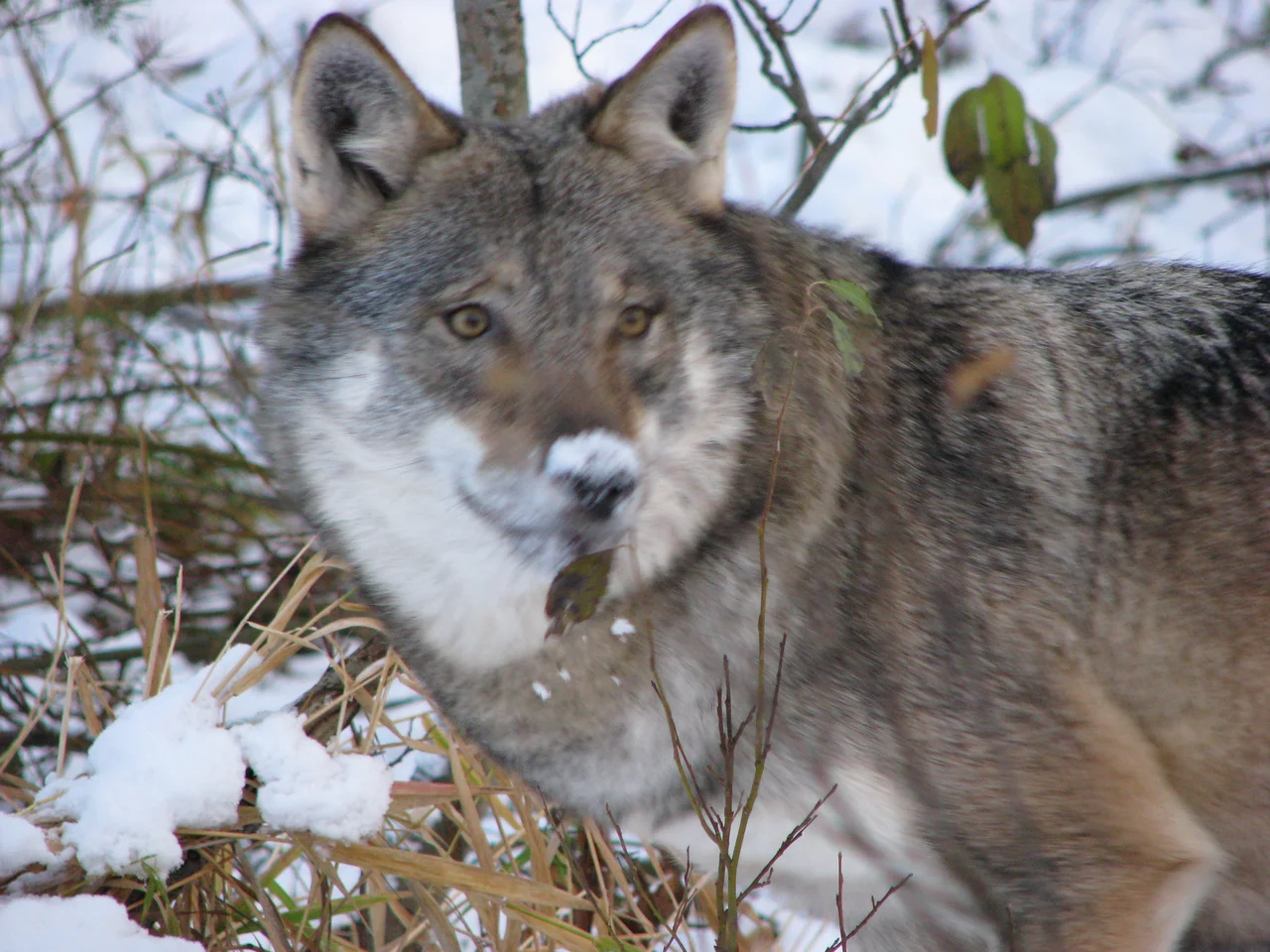 Ulven i Namsskogan familiepark
