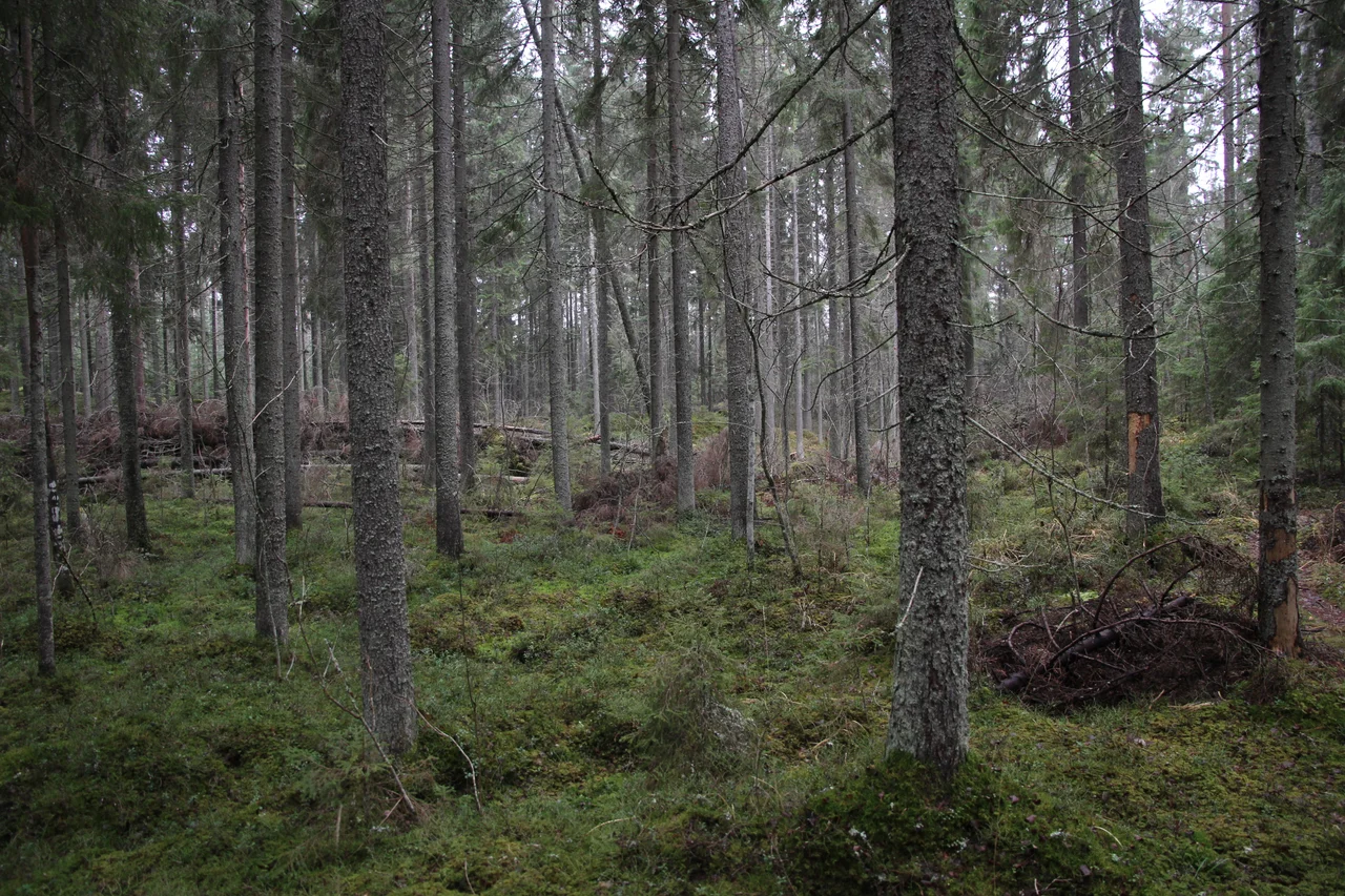 At some places the forest was straight from a faery tale. Trees are Picea abies. Liesjärvi national park, Tammela, Finland, May 2005