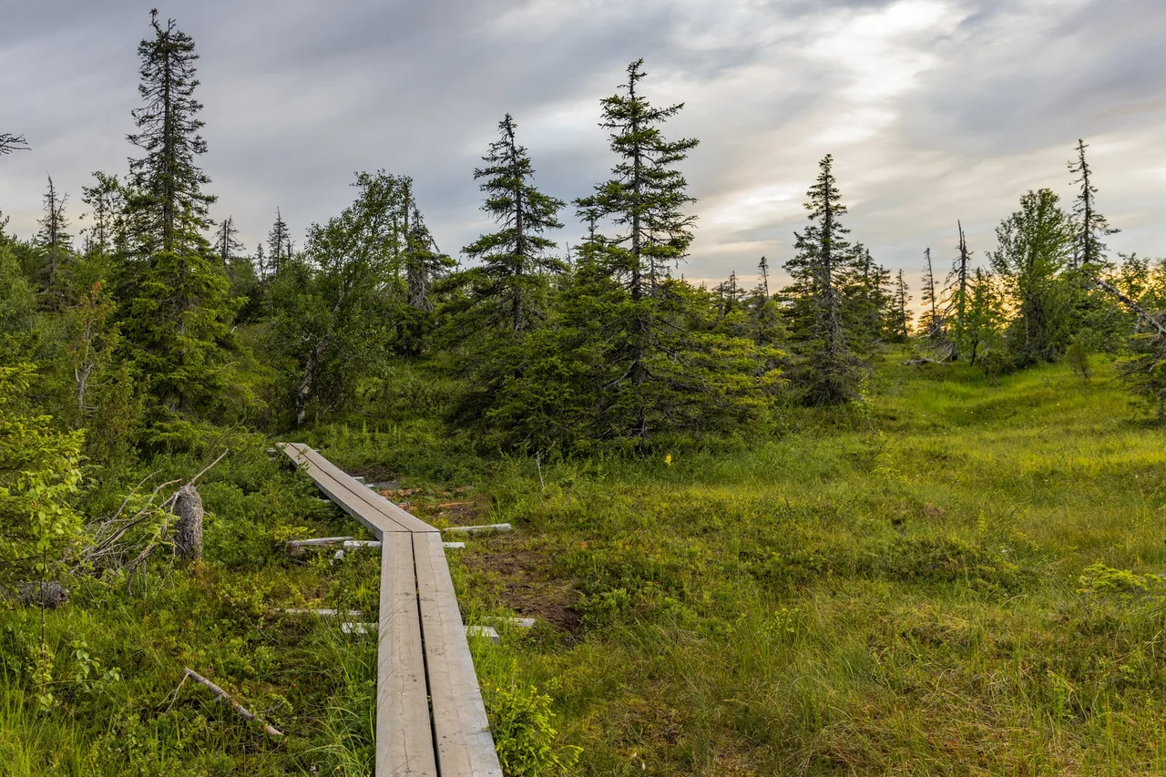 Repovesi National Park in early morning summer sun, in Kouvola, Finland