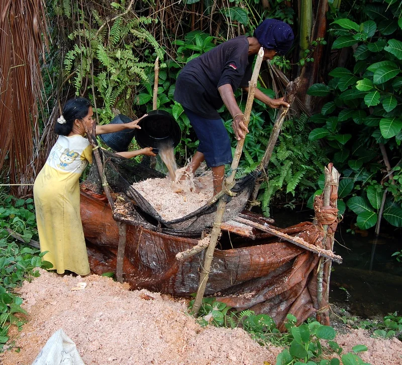 Washing the pith of sago palm (Metroxylon sagu); Simeulue, Indonesia