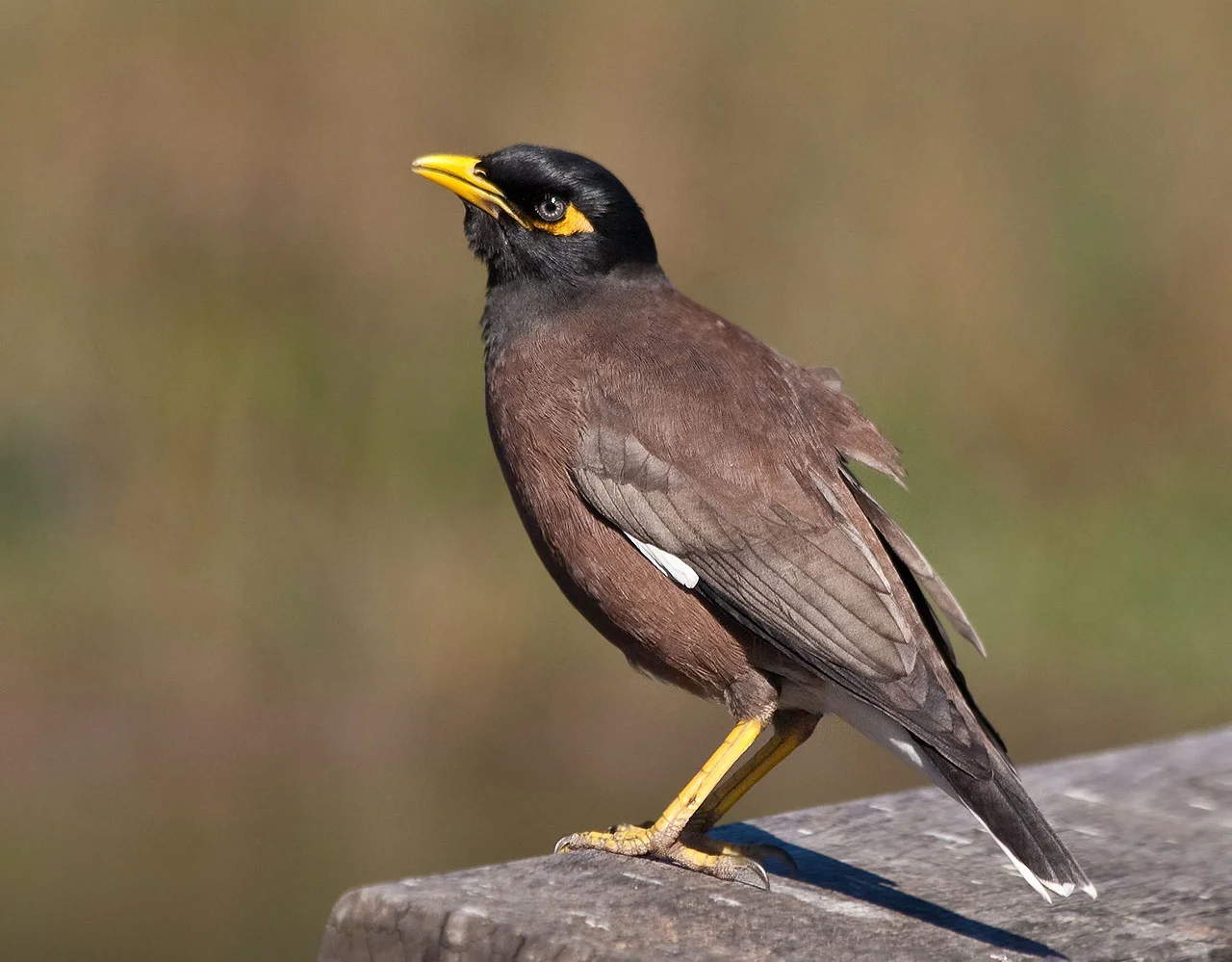 A Common Myna in Sydney Park, Alexandria, Sydney, Australia.
